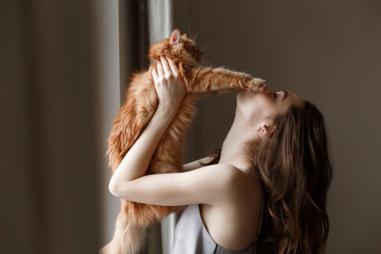 Do Cats Understand Kisses Inside Cat’s Emotions
