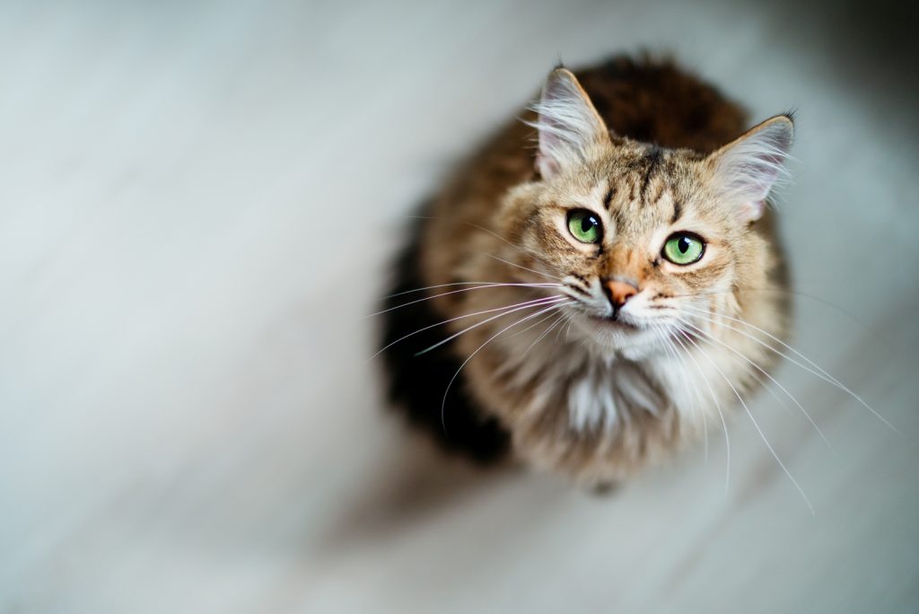 long haired cat looking up