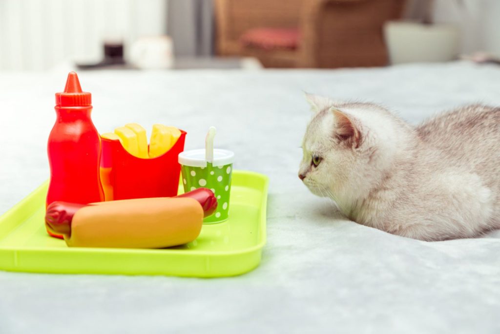 White kitten lies on the bed with hot dog, fries and ketchup