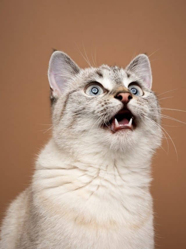 cat chattering