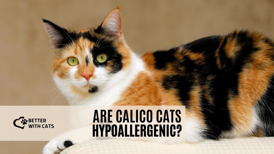 Are Calico Cats Hypoallergenic Or Bad For Allergy Sufferers?