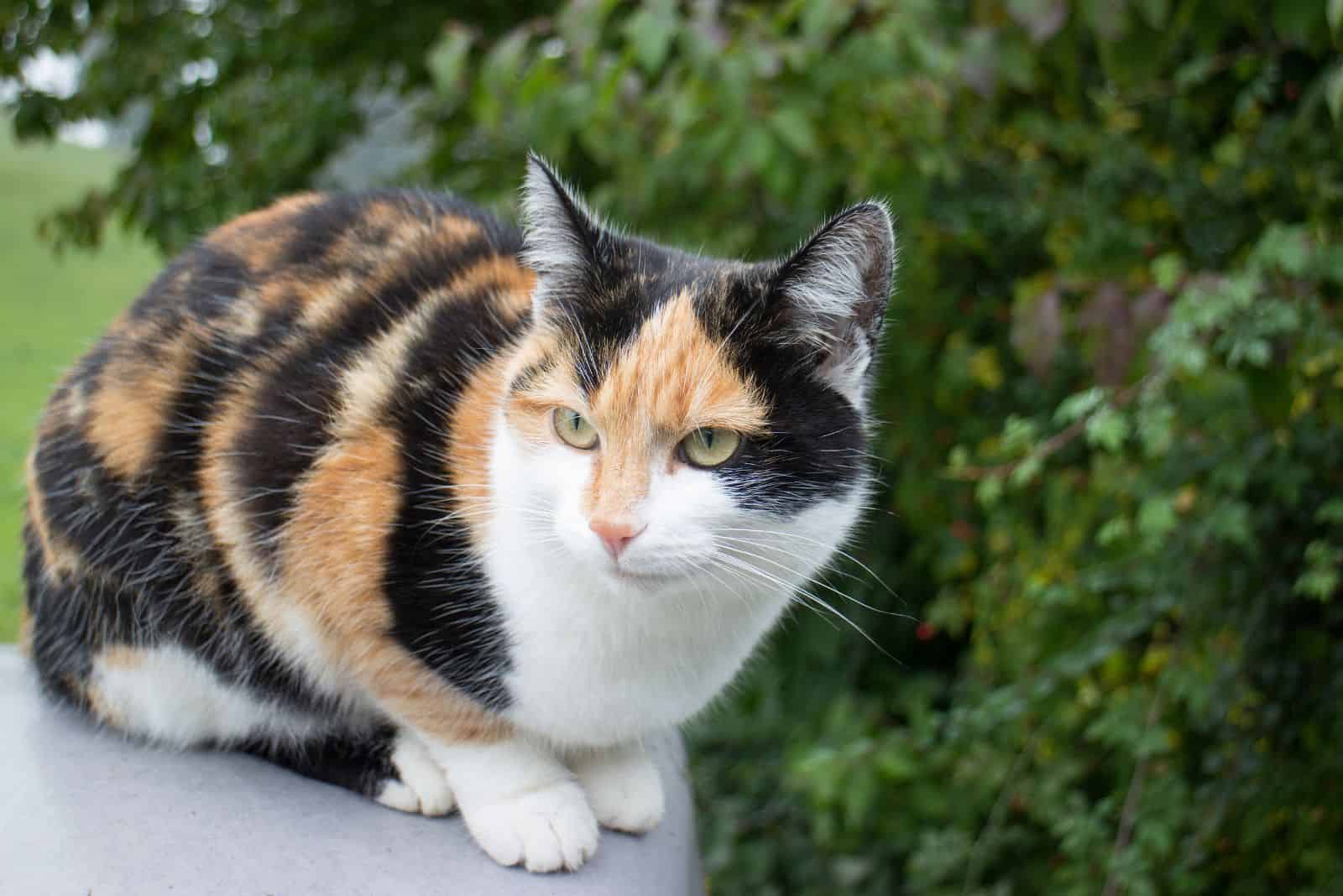 Calico cats are female 2024 because