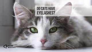 Do Cats Have Eyelashes, Or Is This A Wrong Belief?