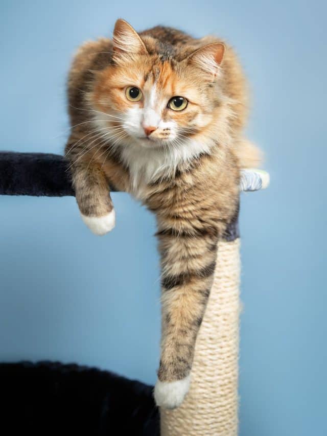 cat perched on a cat tree