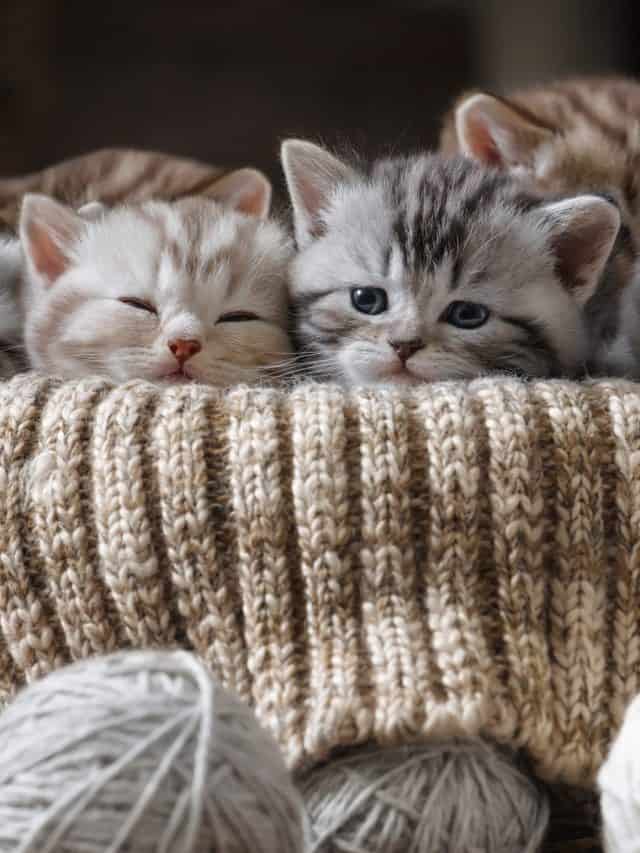 What Is A Runt Of The Litter Cat? Better With Cats