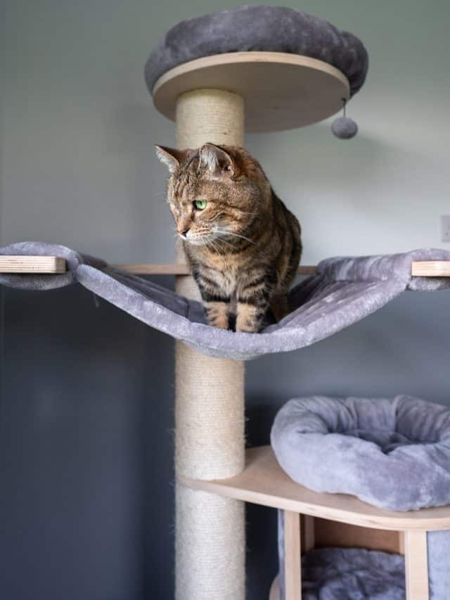 tabby cat on a cat tree