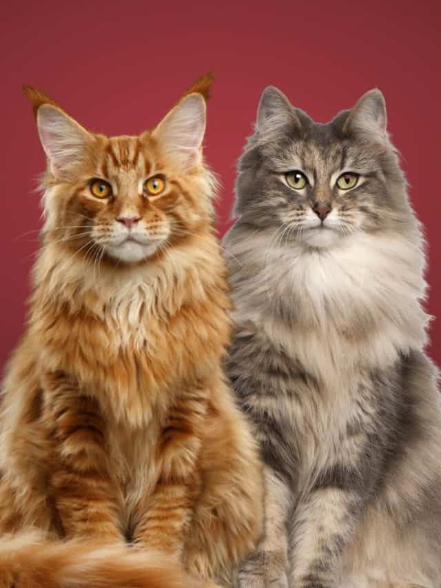 maine coon and norwegian forest cat