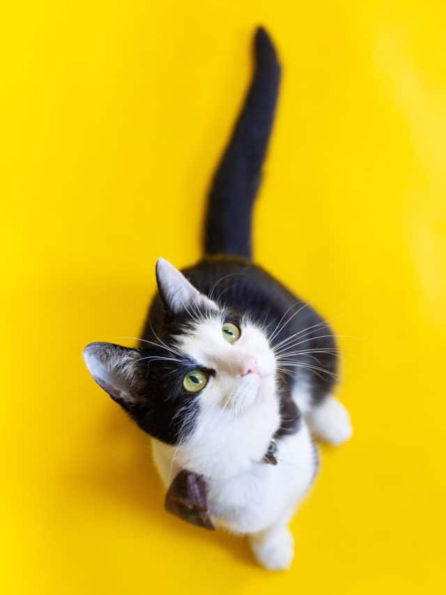 black and white cat on a yellow background