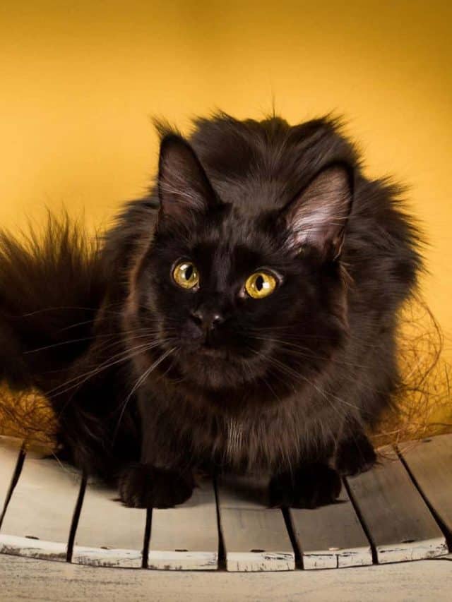 black maine coon on yellow background