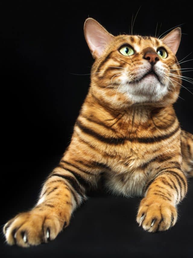bengal cat