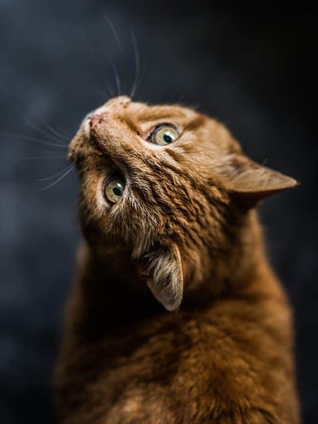 orange cat with green eyes