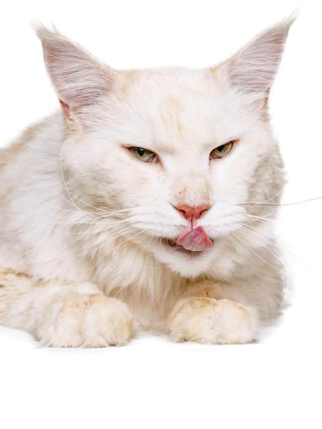 white cat with its tongue out