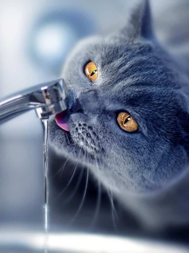 6 Explanations Why Do Cats Like Moving Water Better With Cats