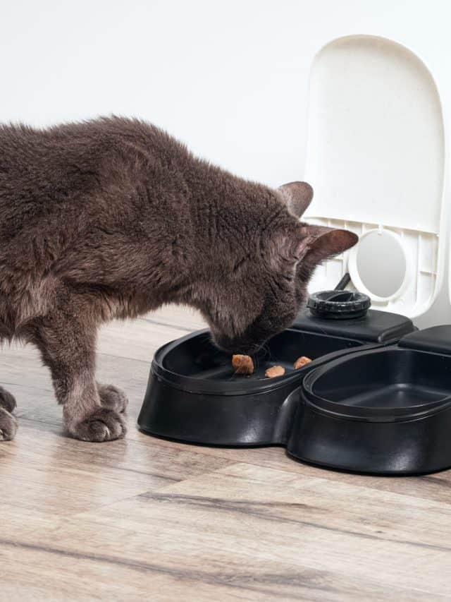 How To Feed Your Cat Wet Food While Away? 4 Ways Better With Cats