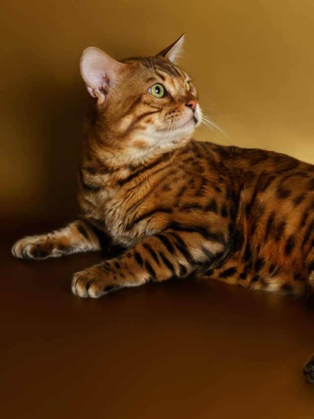 Why Do Male Cats Have Nipples, And Do They Have As Many As Females