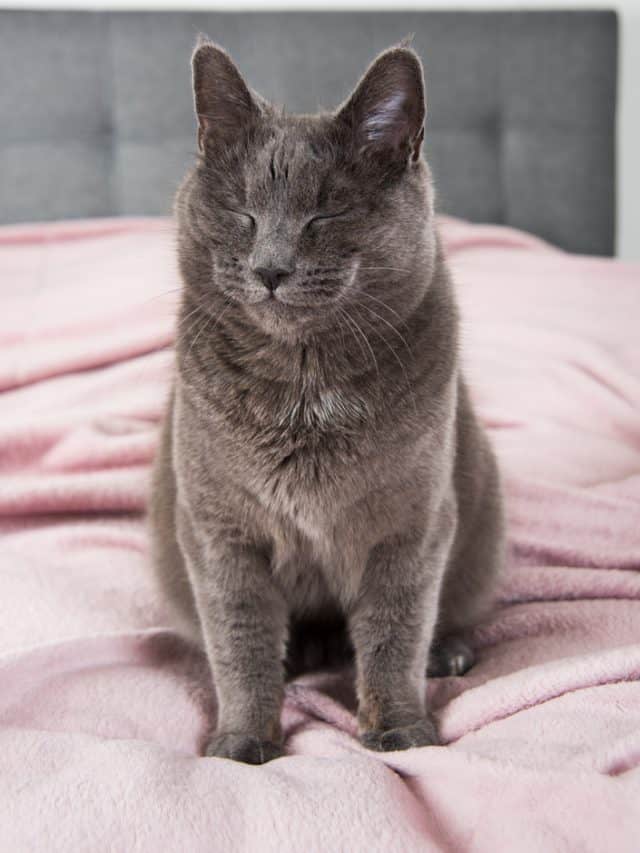 5 Ways How To Keep Your Cat Off The Bed Better With Cats