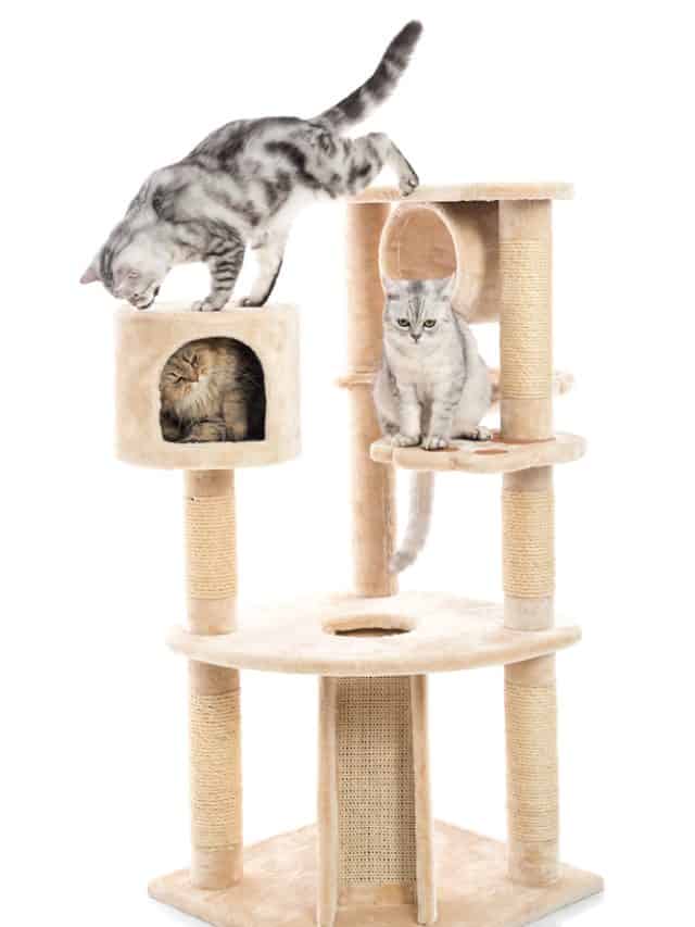 cats playing on cat tree