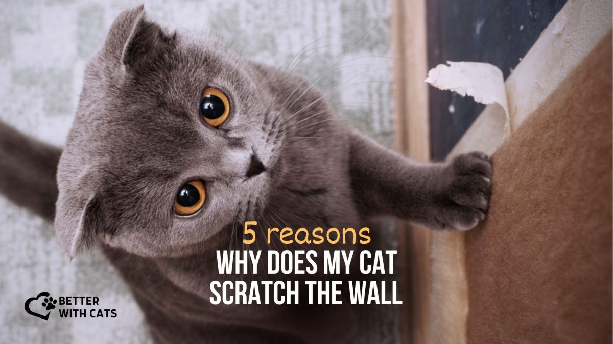 5 Reasons Why Does My Cat Scratch The Wall (With Solutions)
