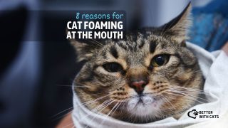 8 Reasons For Cat Foaming At The Mouth And How To Help
