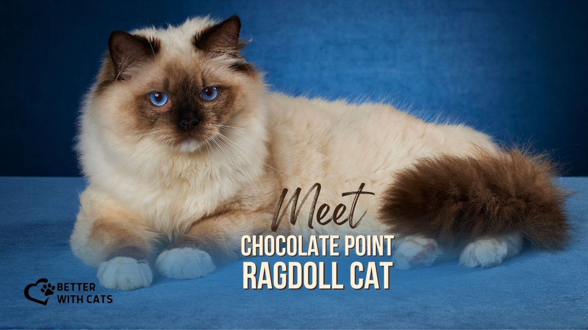 All You Need To Know About Chocolate Point Ragdoll Cat Better With Cats All You Need To Know About Chocolate Point Ragdoll Cat Better With Cats