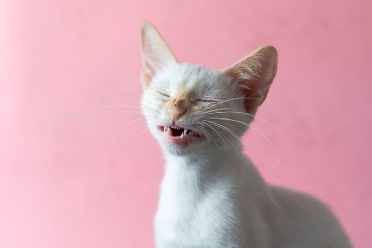 Gorgeous Cat Sneeze And Watery Eye Scene Photography Gorgeous Cat Sneeze And Watery Eye Scene Photography