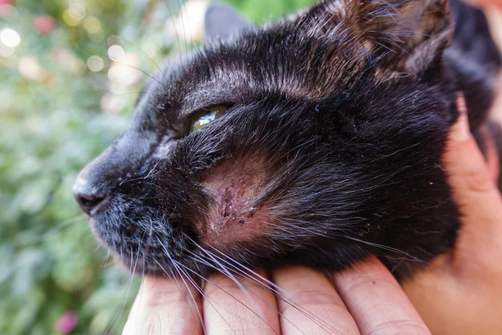 Shampoo for shop cats with scabs