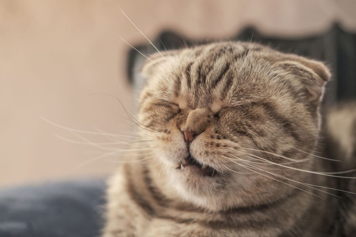 Serene Cat Sneeze And Watery Eye Photo Art Serene Cat Sneeze And Watery Eye Photo Art