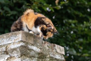 8 Reasons For Cat Foaming At The Mouth And How To Help