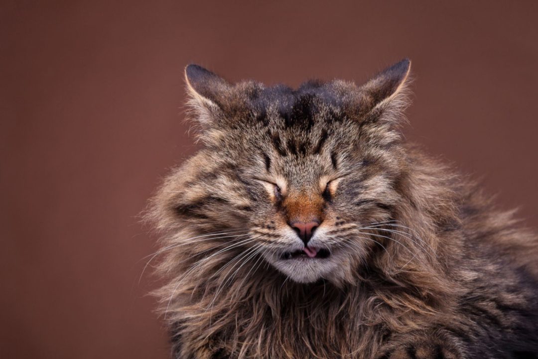Exquisite Cat Sneeze And Watery Eye Background Illustration Exquisite Cat Sneeze And Watery Eye Background Illustration