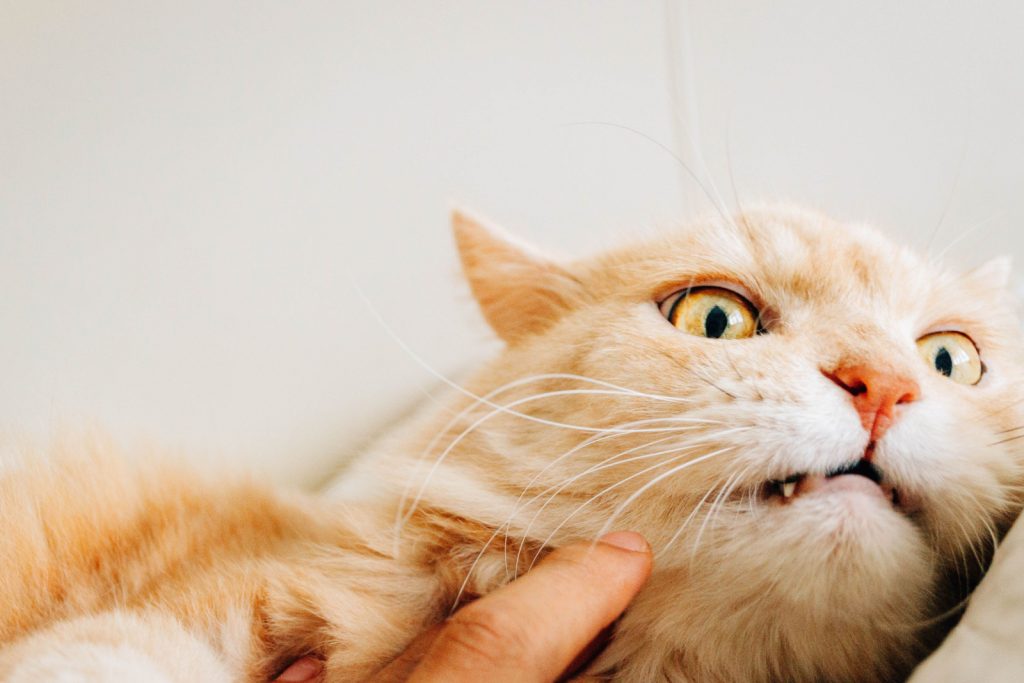 8 Reasons For Cat Foaming At The Mouth And How To Help