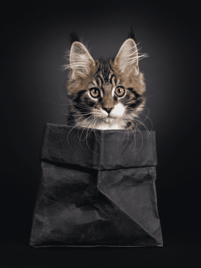 3 Reasons Why Do Cats Like Crinkly Things Better With Cats