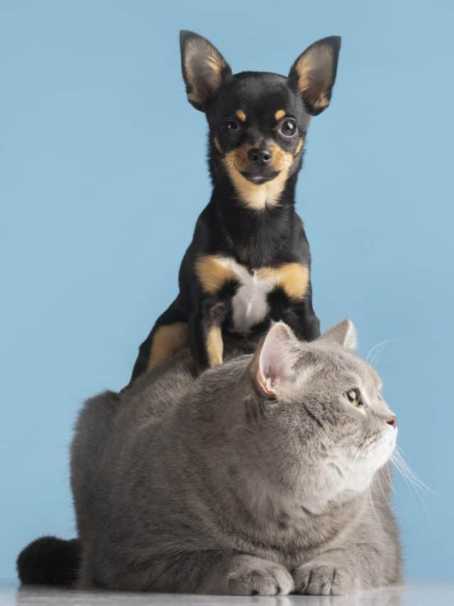 beautifl portrait of dog and cat