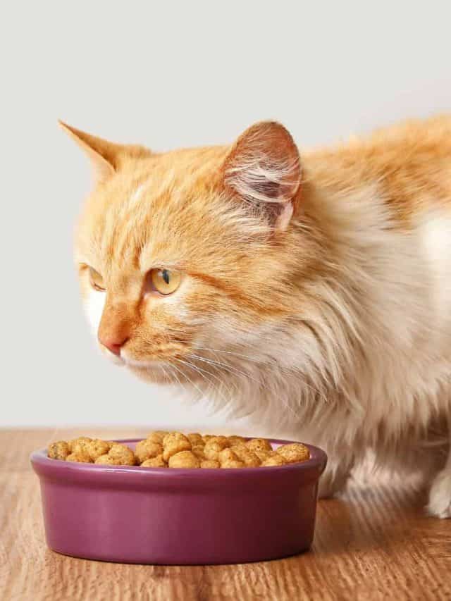 cat eating