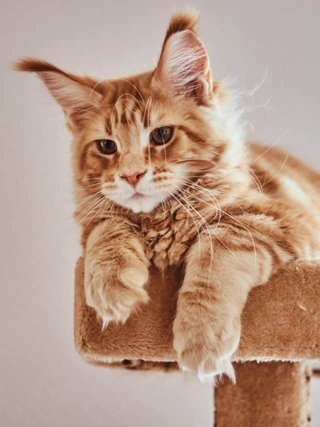 ginger maine coon resting on a cat tree