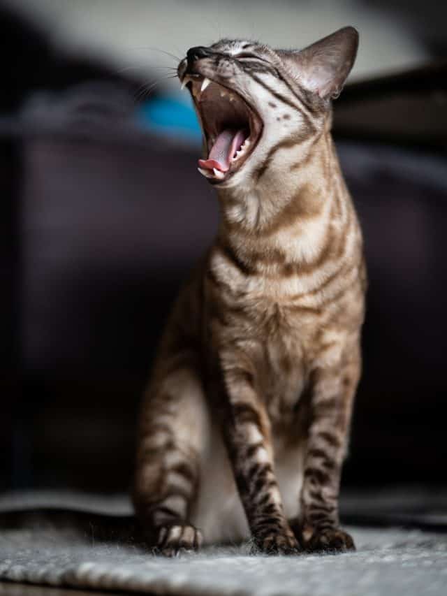 10 Explanations For Why Do Cats Meow In Another Room Better With Cats