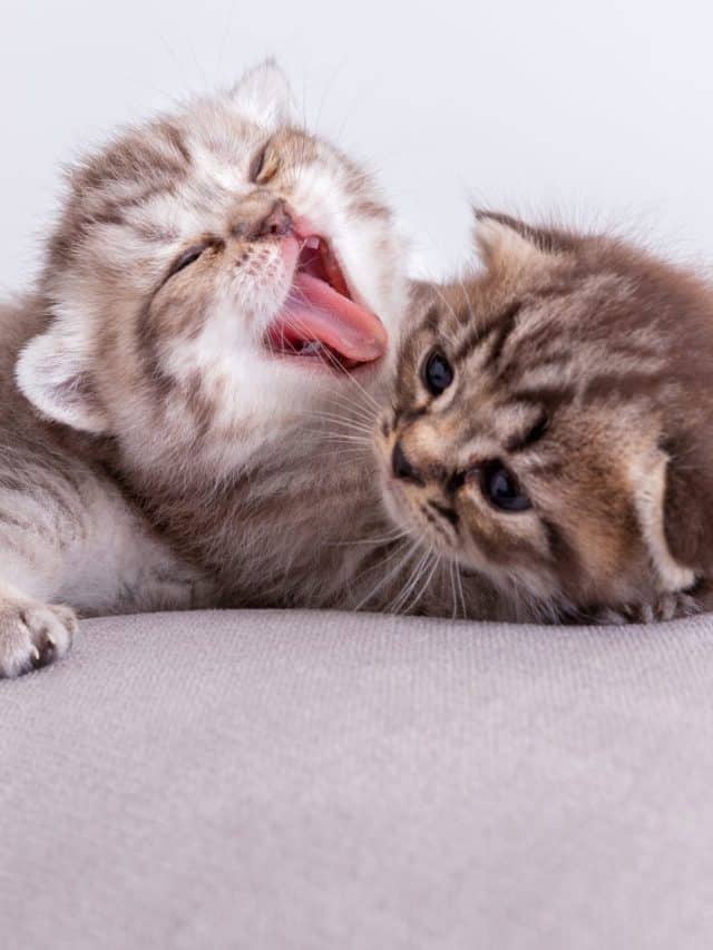 two cute kittens playing on the pillow