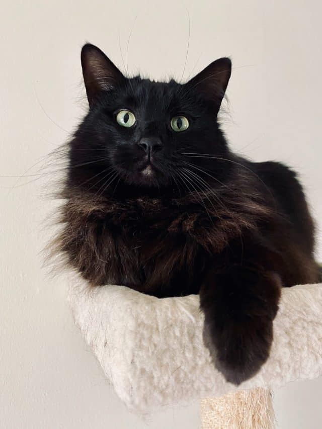 black cat on a cat tree