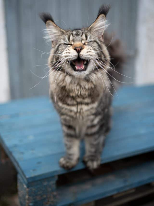 maine coon meowing