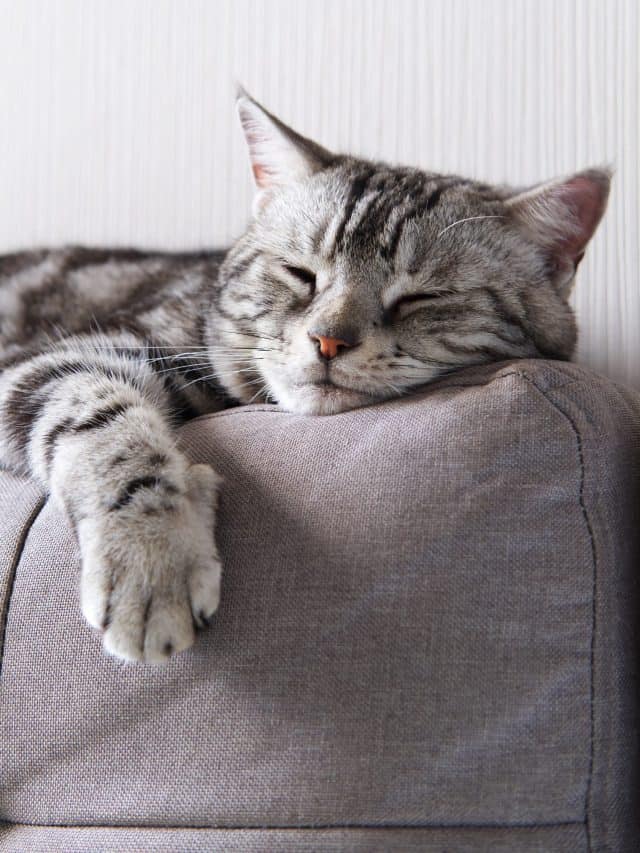 9 Reasons For Cat Breathing Heavily While Resting Better With Cats