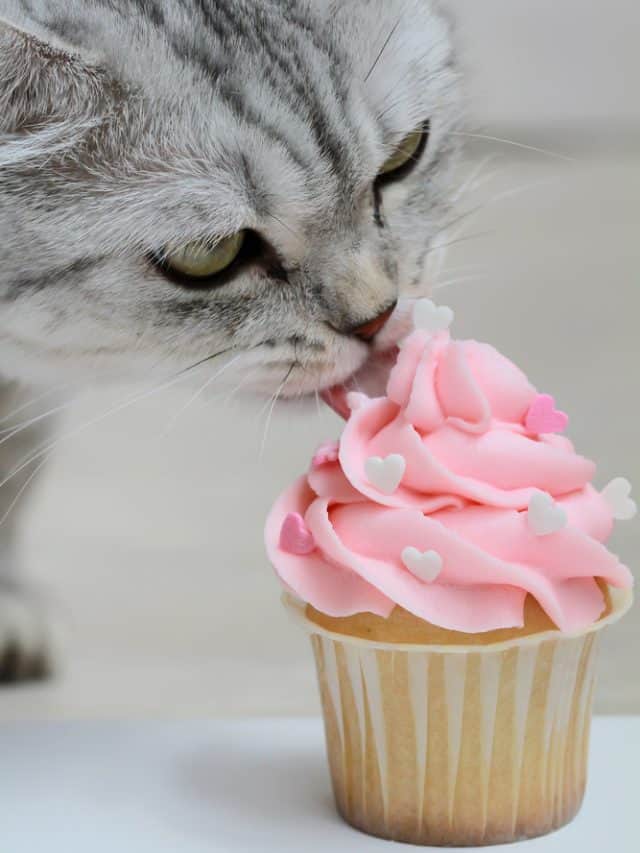 cat eating a cupcake