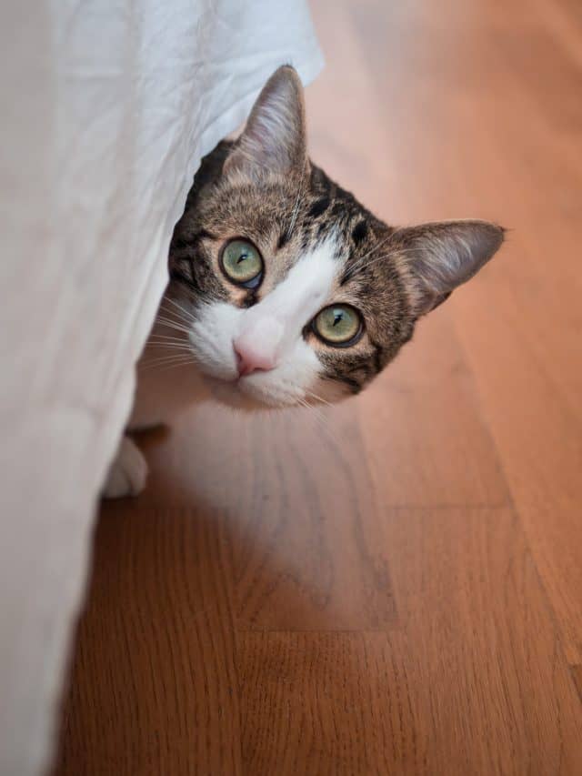 12 Traumatized Cat Symptoms Better With Cats