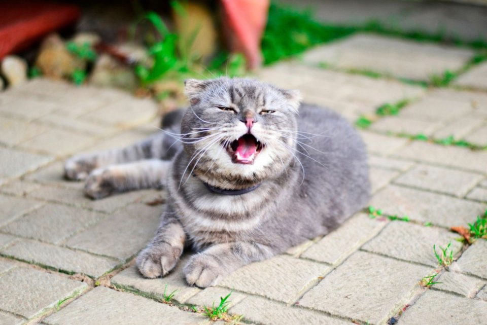 Exquisite Cat Sneeze And Watery Eye Capture Nature Exquisite Cat Sneeze And Watery Eye Capture Nature