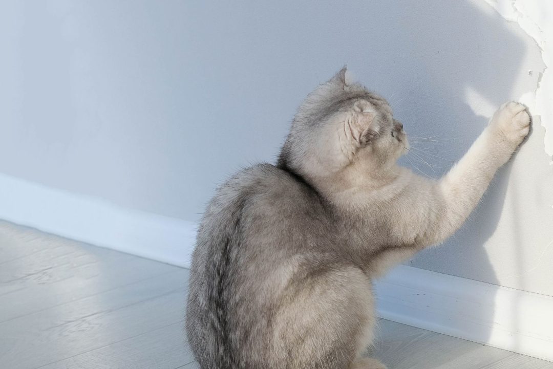 5 Reasons Why Does My Cat Scratch The Wall (With Solutions)