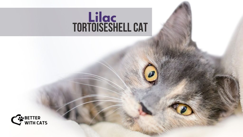lilac tortoiseshell cat
