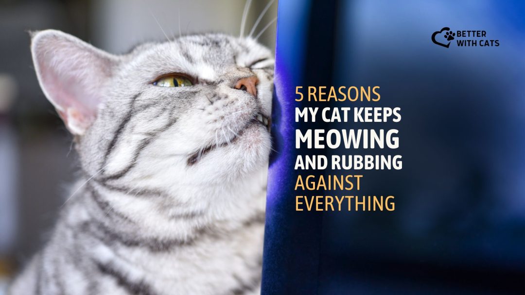 5 Reasons My Cat Keeps Meowing And Rubbing Against Everything