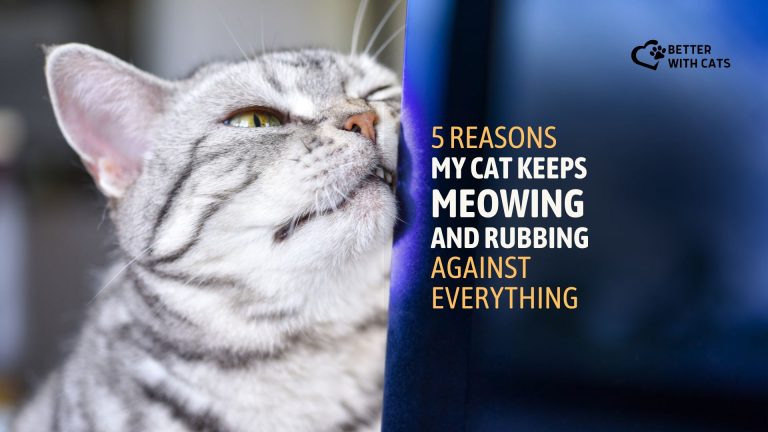 View of 5 Reasons My Cat Keeps Meowing And Rubbing Against Everything