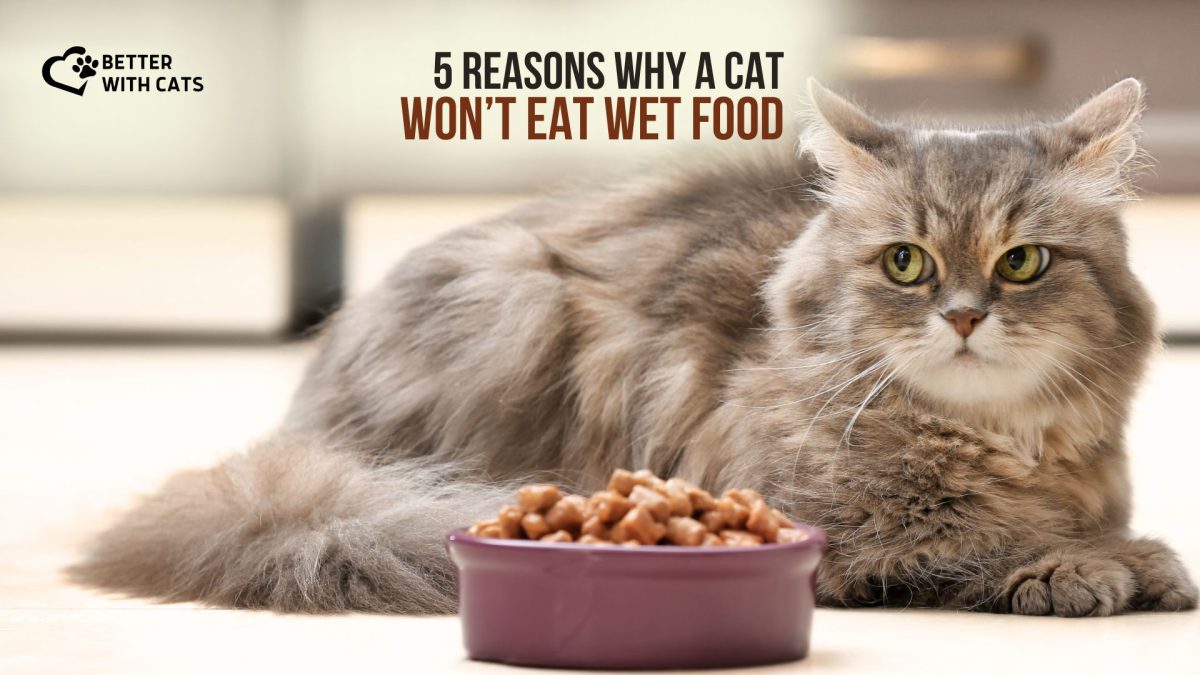 5-reasons-why-a-cat-won-t-eat-wet-food-and-how-to-help