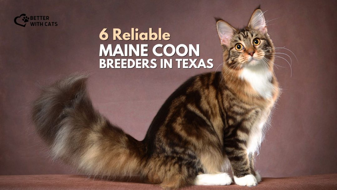 6 Reliable Maine Coon Breeders In Texas