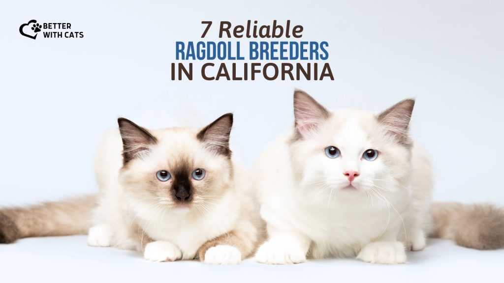 ragdoll breeders in California