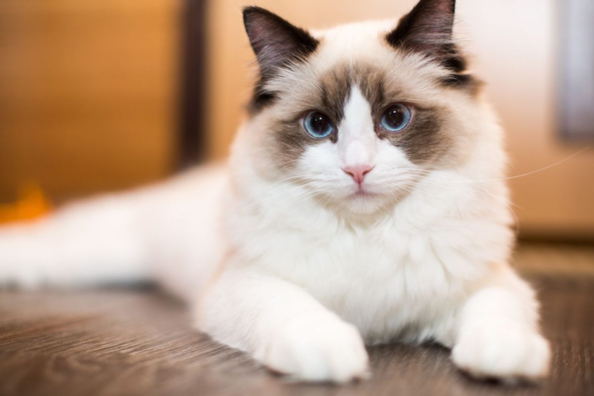 7 Reliable Ragdoll Breeders In California